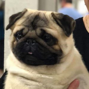 Meet your Posher, Donna